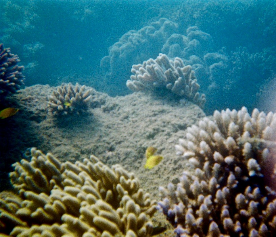 Great Barrier Reef