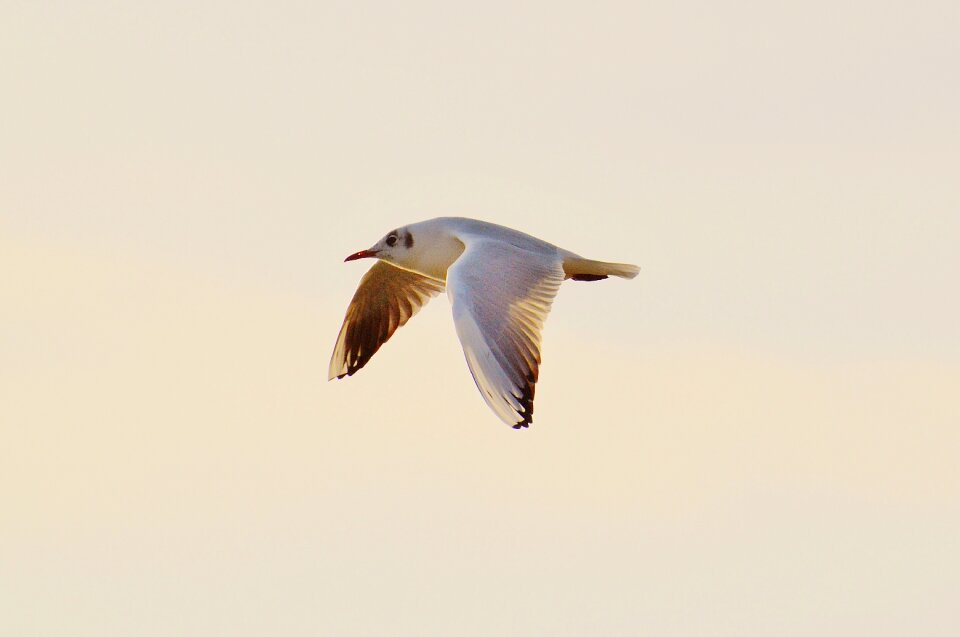 Animal world lake bird