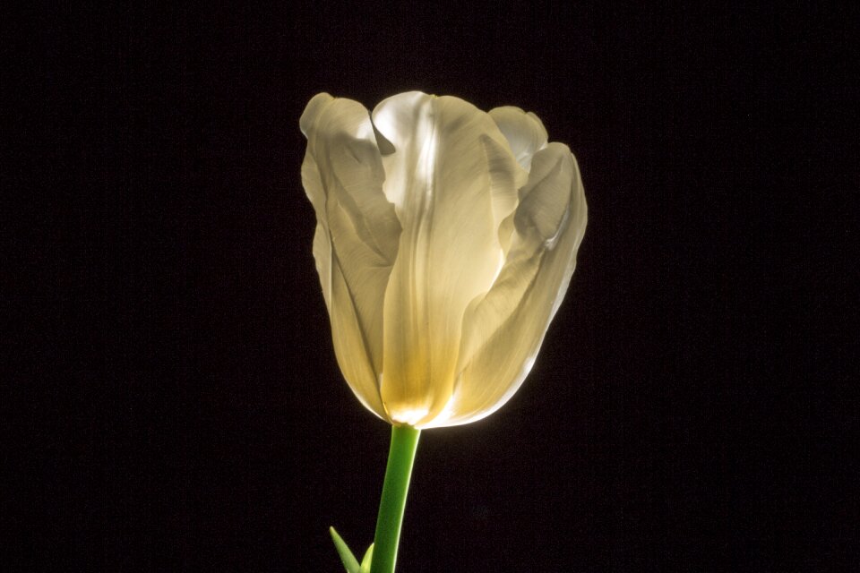 Blossom bloom easter