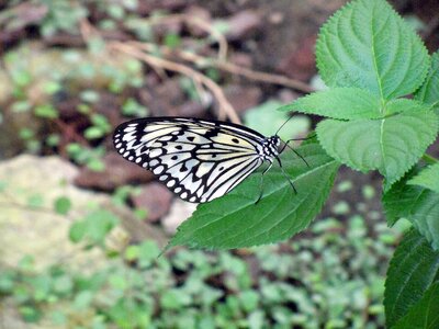 Butterfly black and white insect