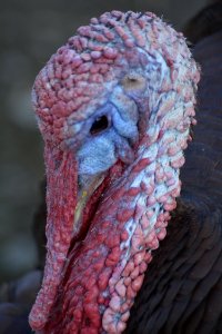 2015-11-14 11.42.56