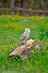 DAM1870 - Barbagianni (Tyto alba)