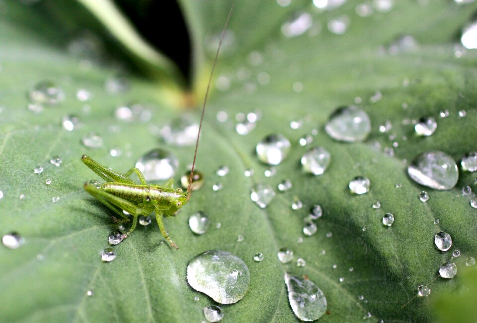 Nature water drop of water