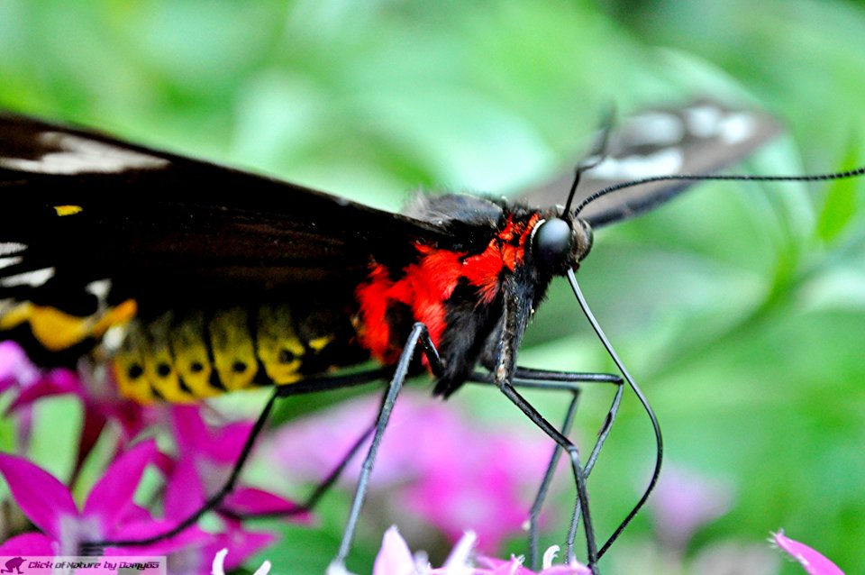 DAM1827 - Ornithoptera priamus