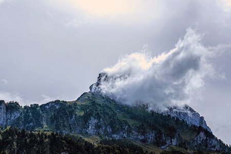 Alpine mood forest