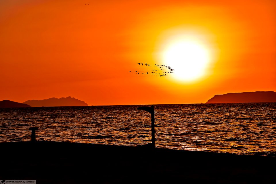 DAM2011 - Fenicotteri al tramonto