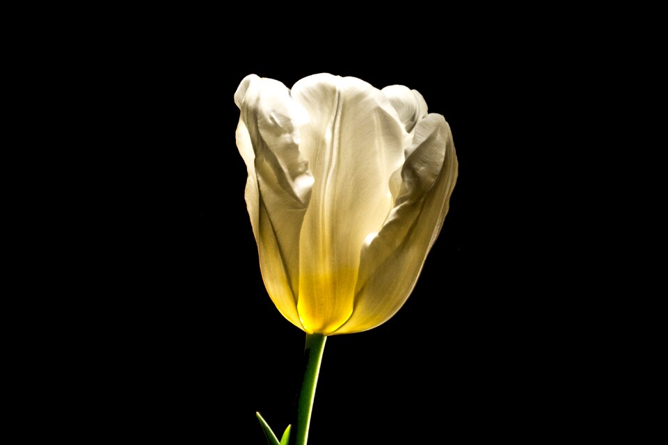 Blossom bloom easter