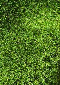 Carpet blanket villi