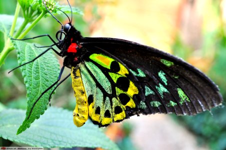 DAM1500 - Ornithoptera priamus