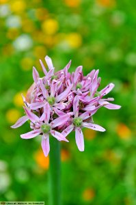 DAM1486 - Aglio maggiore (Allium nigrum)