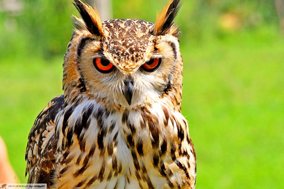 DAM1826 - Gufo reale (Bubo bubo)