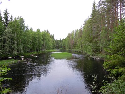 Forest lake terrain