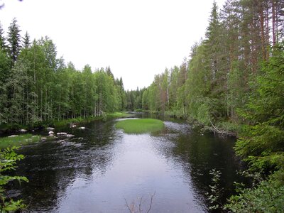 Forest lake terrain photo