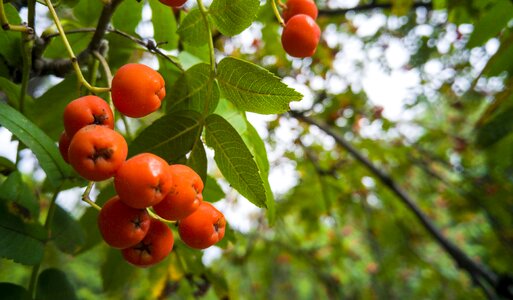 Fruit orange plant