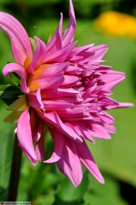 DAM1510 - Peonia