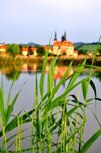 Water plants reflection