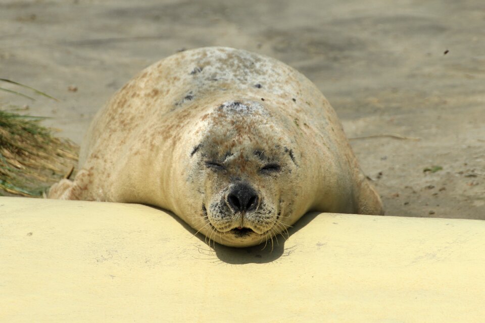Dog seal animal coast