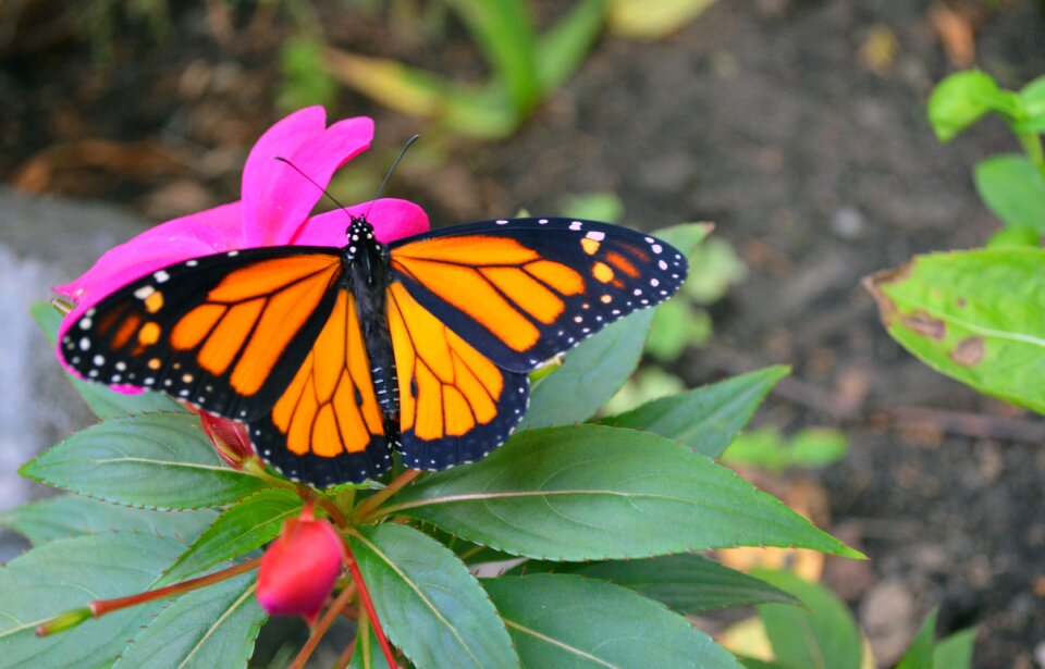 Insect nature wings