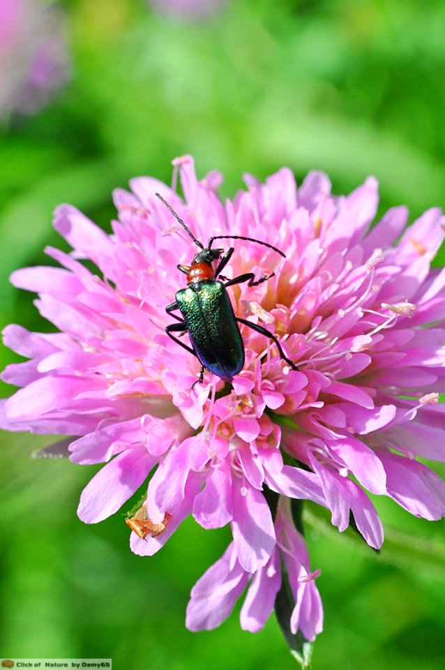 DAM1554 - Gaurotes virginea (Cerambycidae) su Knautia