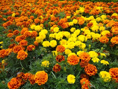 Yellow orange yellow flower photo