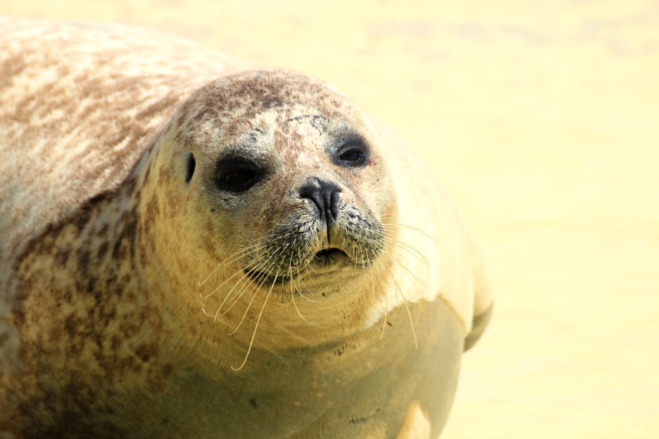 Dog seal animal coast