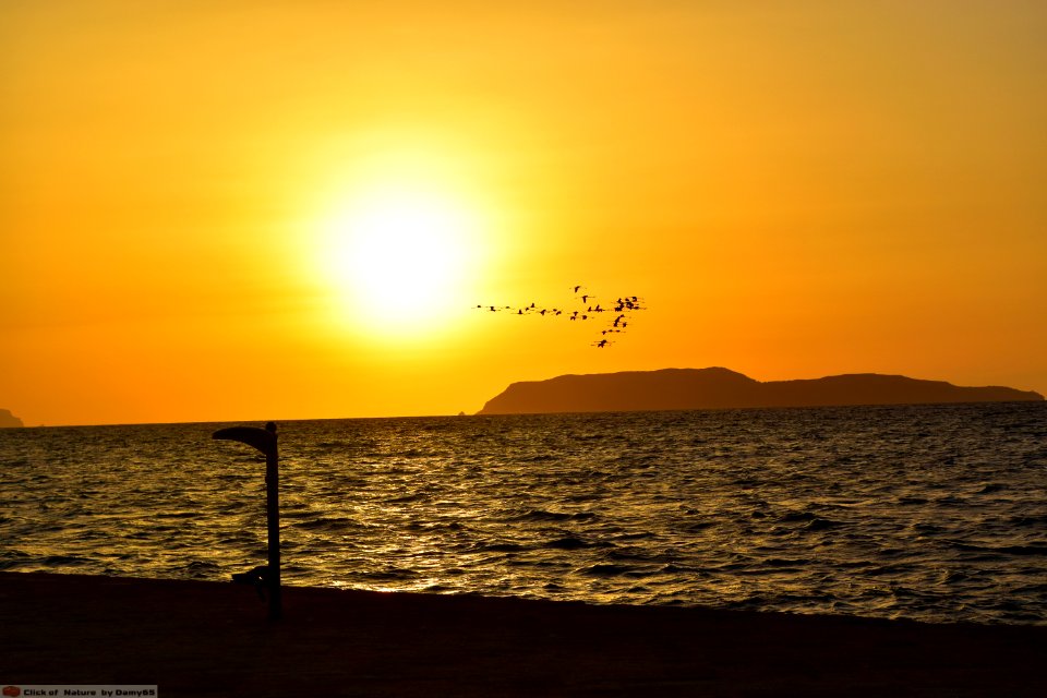 DAM1769 - Sicilia - Fenicotteri al tramonto