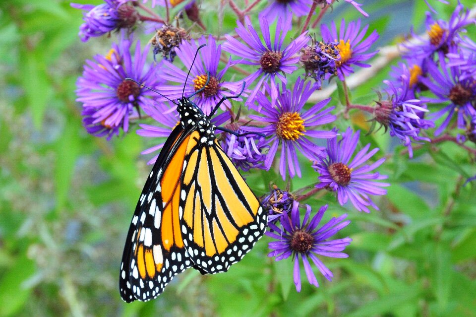 Insect nature wings photo