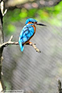 DAM1887 - Martin pescatore (Alcedo atthis)