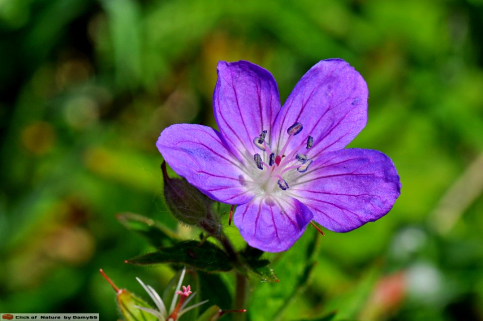 DAM1494 - Geranio selvatico (Pelargonium sylvaticum)