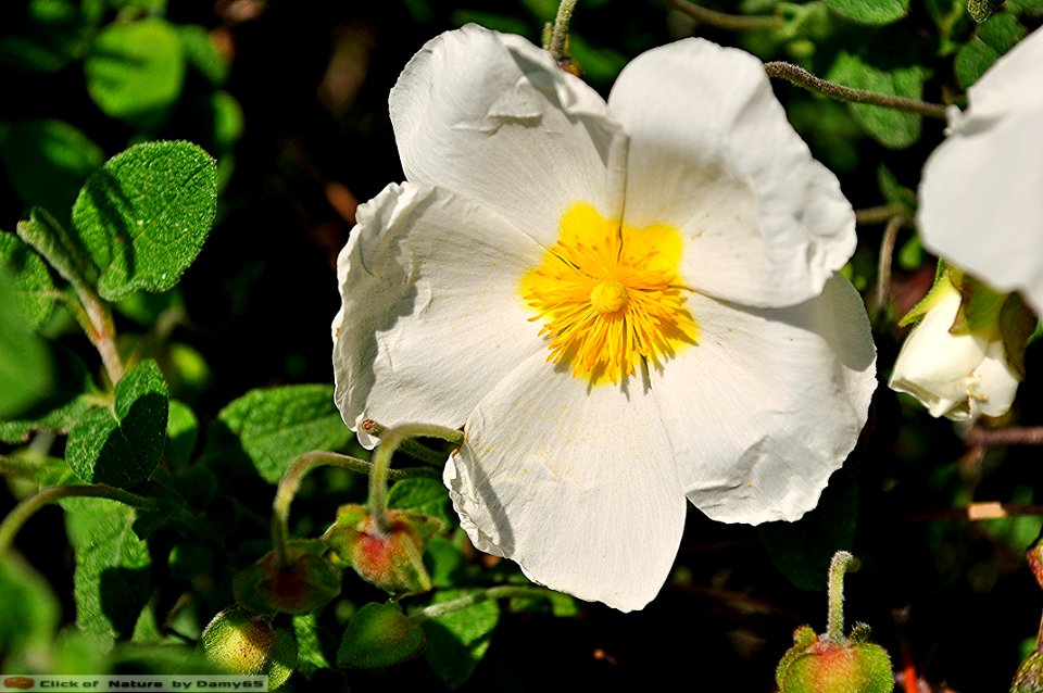DAM1515 - Cisto marino - Cistus monspeliensis