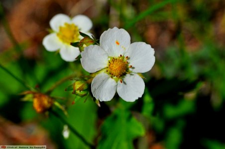 DAM1493 - Fior di fragola