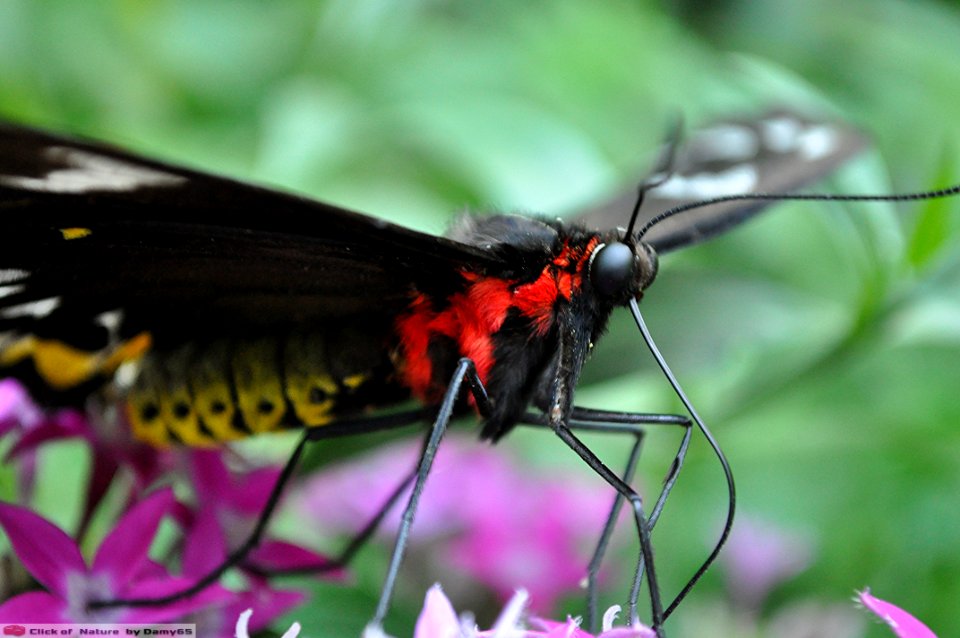 DAM1491 - Ornithoptera priamus