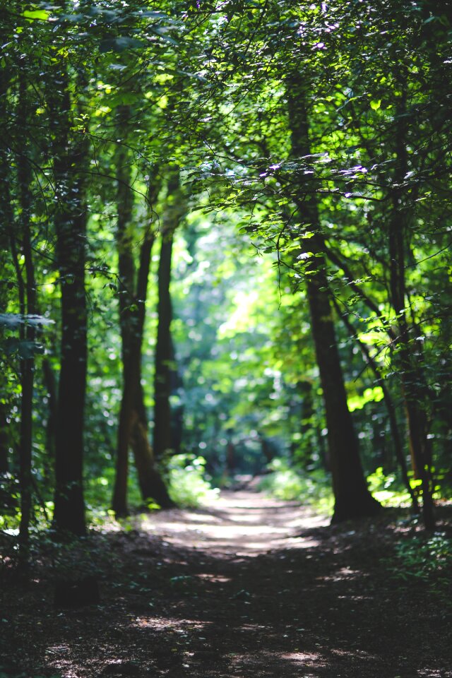 Way tree trees