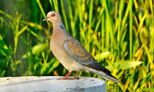 Rola-brava Streptopelia turtur photo