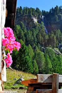 DAM1709 - Fiori alla finestra