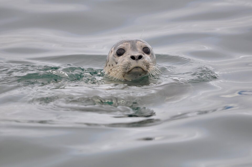 Ocean wildlife sea