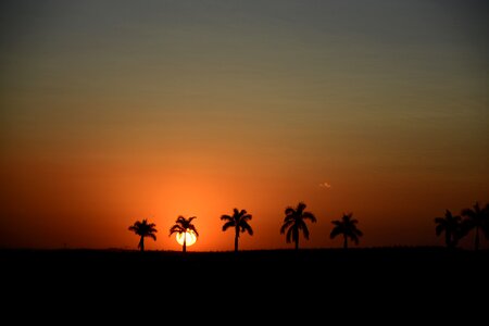 Sol landscape tree photo