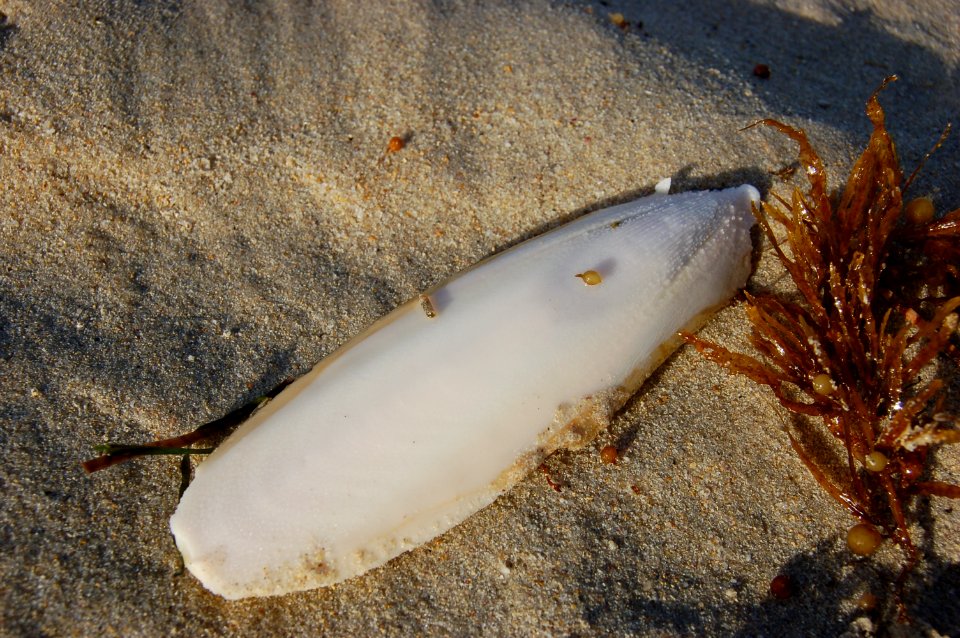 Cuttlefish shell