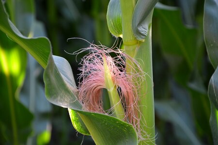 Harvest august corn on the cob