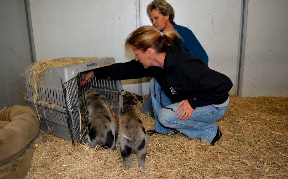 jankimpigs
