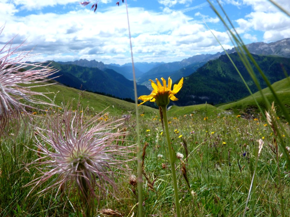 Fiori delle dolomiti