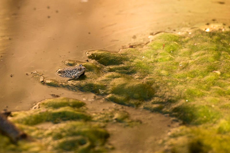 California Tree Frog