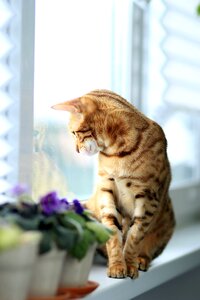 Breed pet bengal photo