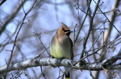 Wildlife nature portrait photo