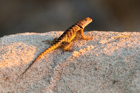 Desert Spiny Lizard (Sceloporus magister) photo