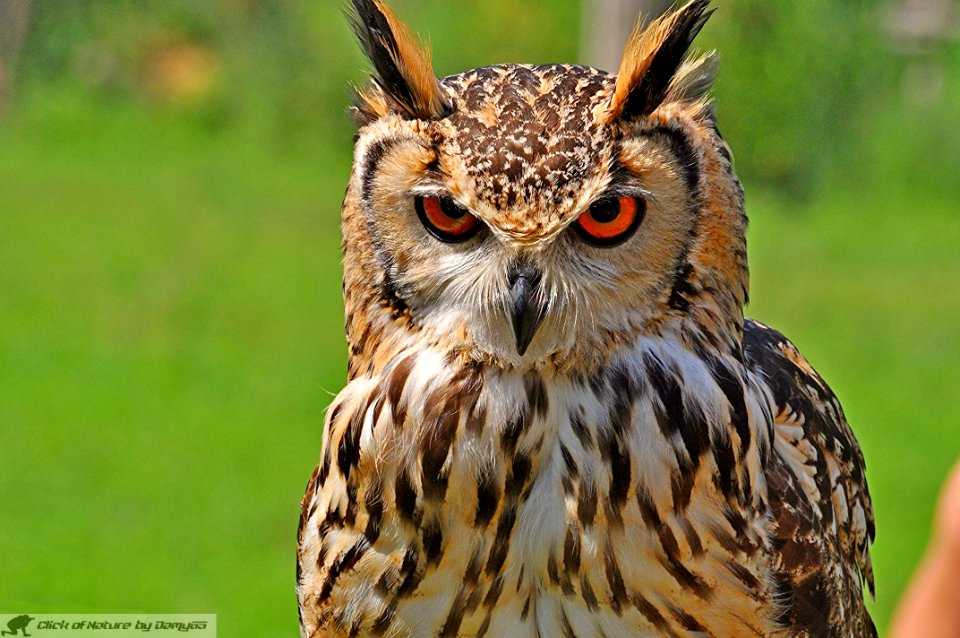 DAM2068 - Gufo Reale (Bubo bubo)
