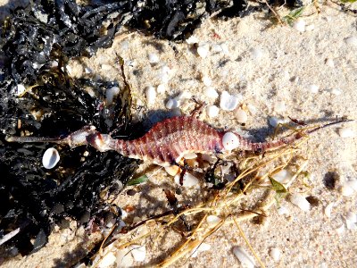 A weedy sea dragon, washed up on a Perth beach