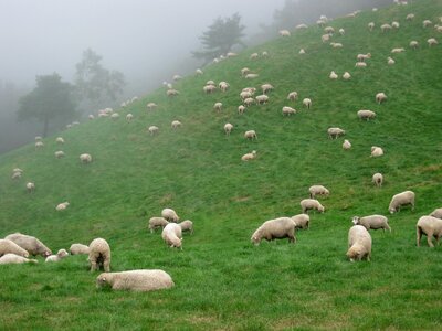 Yang animal farm