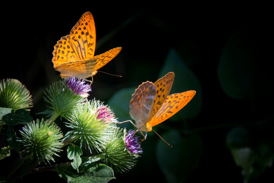 Nature orange insect
