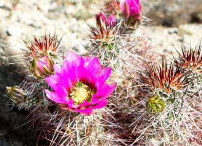 Hedgehog Cactus (Echinocereus engelmannii) photo